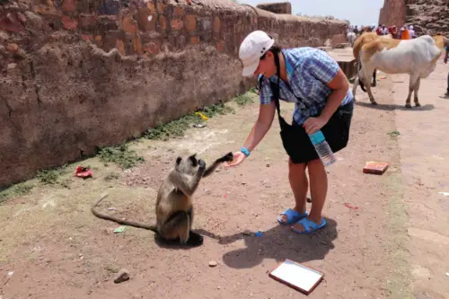 7 Things to Know Before Visiting Ranthambore Tiger Reserve Feeding Monkeys