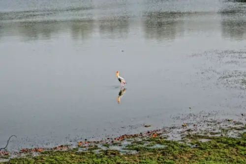 7 Things to Know Before Visiting Ranthambore Tiger Reserve Painted Stork