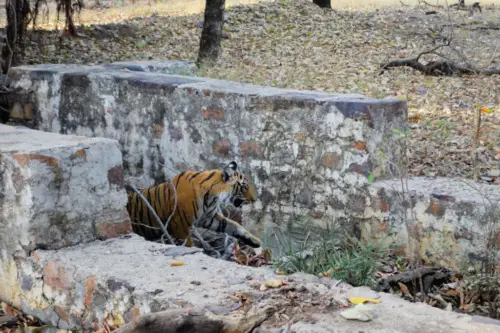 7 Things to Know Before Visiting Ranthambore Tiger Reserve Zone 3 Ruins