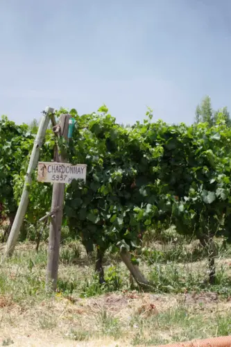 Agrestis Vineyards Best Patagonia Wine Tours