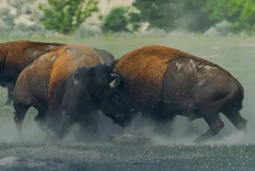 Best Family Vacations in the Midwest - Theodore Roosevelt National Park