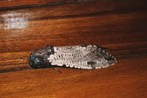 Exploring Borneo Island Black and White Moth