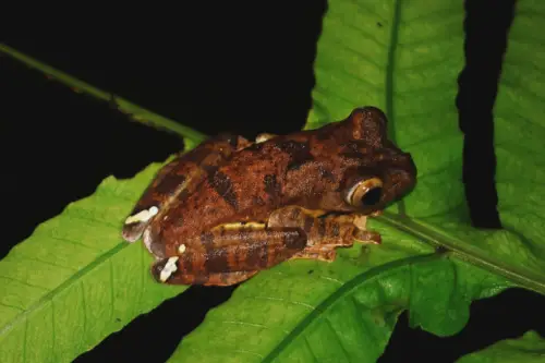 Exploring Borneo Island Brown Frog Big Eyes