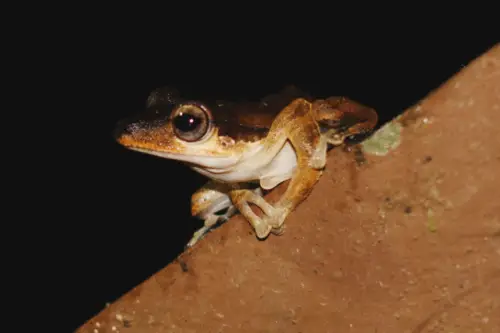Exploring Borneo Island Brown Frog
