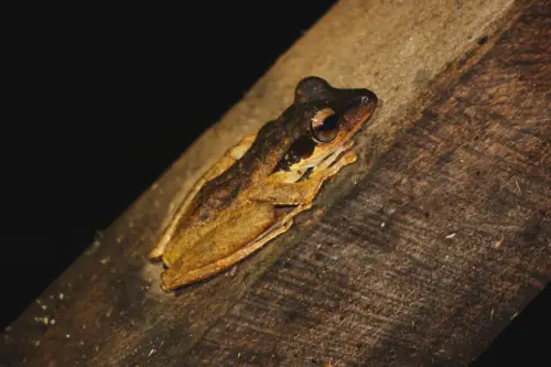 Exploring Borneo Island Brown and Yellow Frog