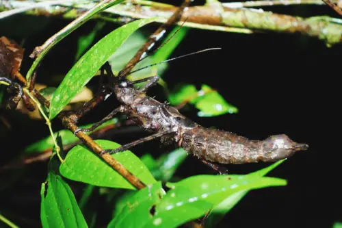 Exploring Borneo Island Giant grasshopper