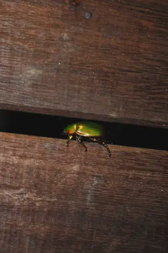 Exploring Borneo Island Guide Green Beetle