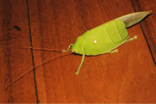 Exploring Borneo Island Leaf Bug