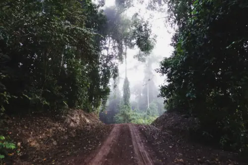 Exploring Borneo Island Morning Trail