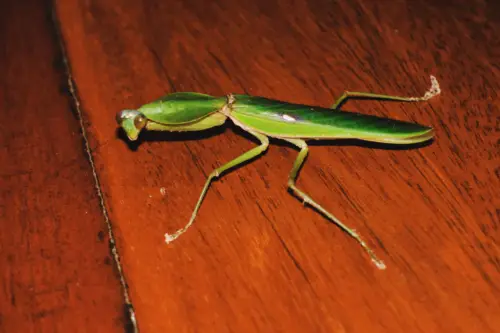 Exploring Borneo Island Praying Mantis