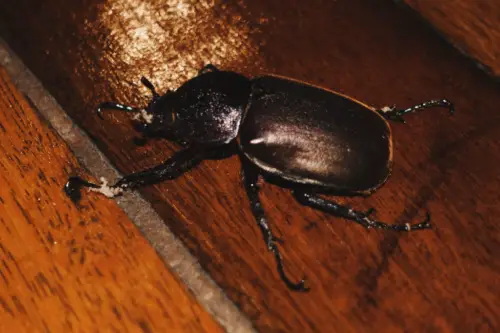 Exploring Borneo Island Small Rhinoceros Beetle