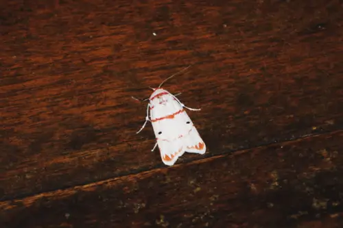 Exploring Borneo Island White Moth Red Stripe