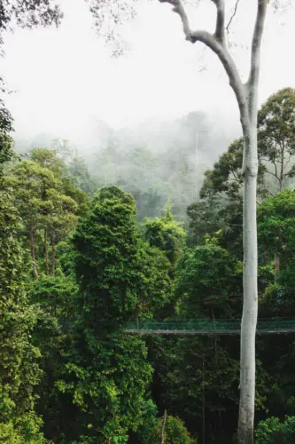 Exploring Borneo Island World's Tallest Trees