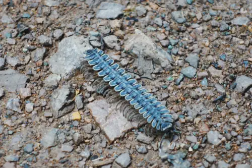 Exploring Borneo Island centipede