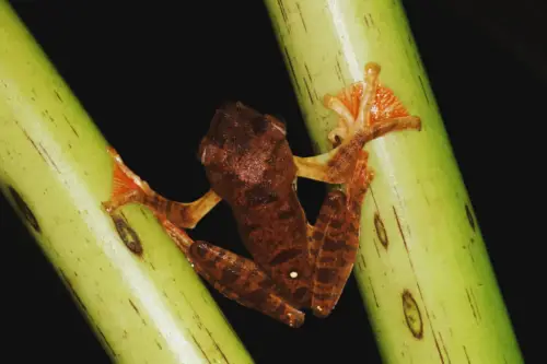 Exploring Borneo Island frog webbed feet