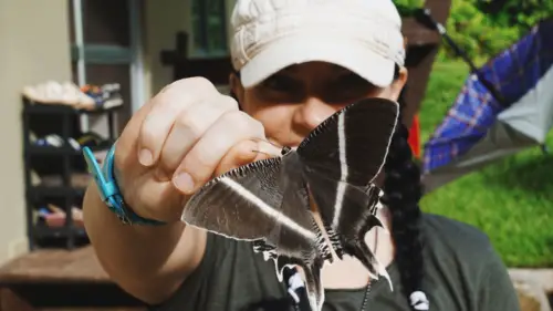 Exploring Borneo Island giant moth