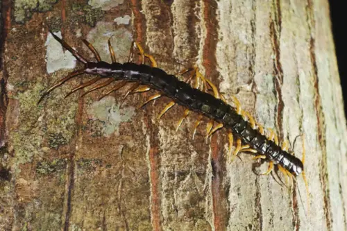 Exploring Borneo Island large centipede