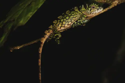 Exploring Borneo Island lizard