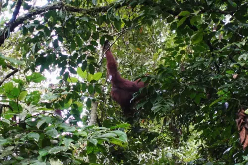 Exploring Borneo Island orangutan hanging from tree facing away