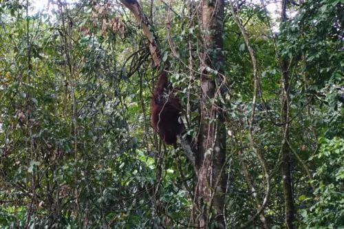 Exploring Borneo Island orangutan hanging from tree