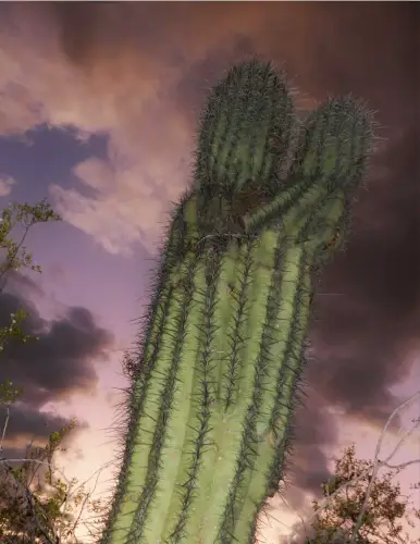 Kissing Cactus Tucson Arizona Nightime