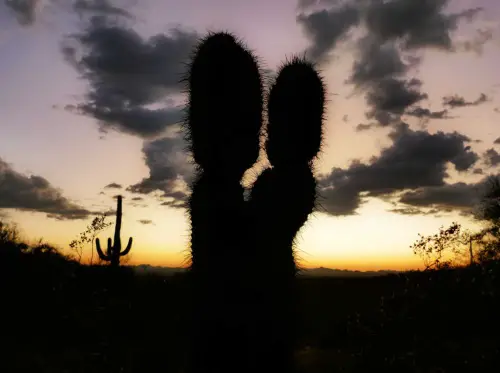 Kissing Cactus Tucson Arizona Silhouette