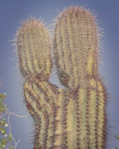 Kissing Cactus Tucson Arizona Sunrise
