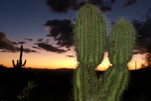 Kissing Cactus Tucson Arizona Sunset