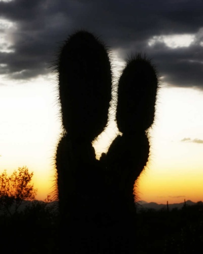 Kissing Cactus Tucson Arizona The Budget Savvy Travelers 10