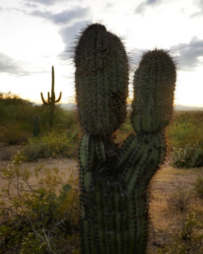 Kissing Cactus Tucson Arizona The Budget Savvy Travelers 11