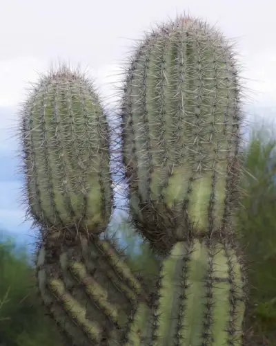 Kissing Cactus Tucson Arizona The Budget Savvy Travelers 7