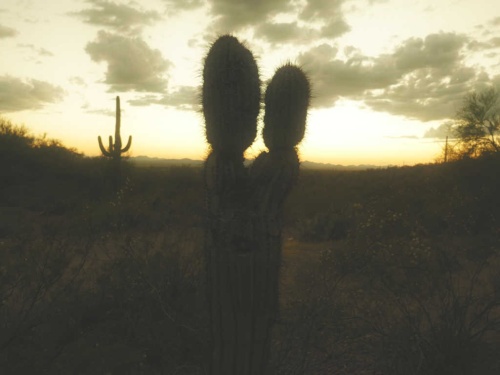 Kissing Cactus Tucson Arizona The Budget Savvy Travelers 8