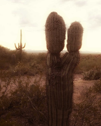 Kissing Cactus Tucson Arizona The Budget Savvy Travelers 9