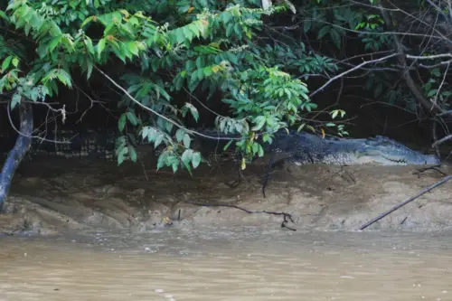 Malaysia Borneo Kinabatangan Jungle Camp Crocodile