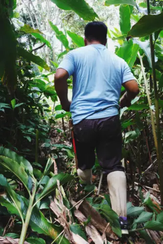 Malaysia Borneo Kinabatangan Jungle Camp Guide Hiking