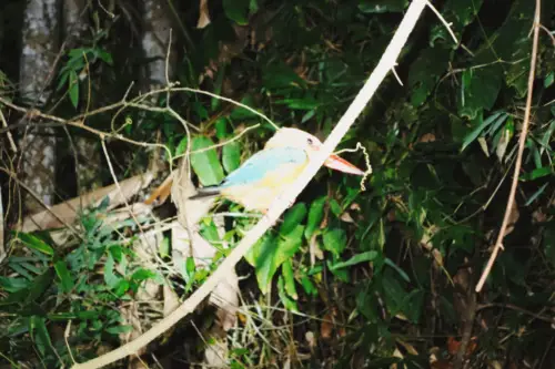 Malaysia Borneo Kinabatangan Jungle Camp Kingfisher 2