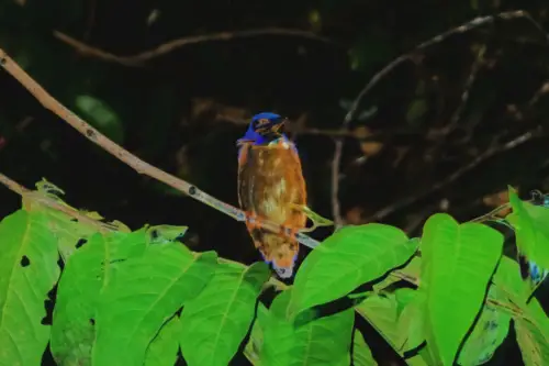 Malaysia Borneo Kinabatangan Jungle Camp Kingfisher