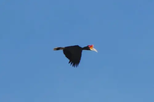 Malaysia Borneo Kinabatangan Jungle Camp Rhinoceros hornbill 2