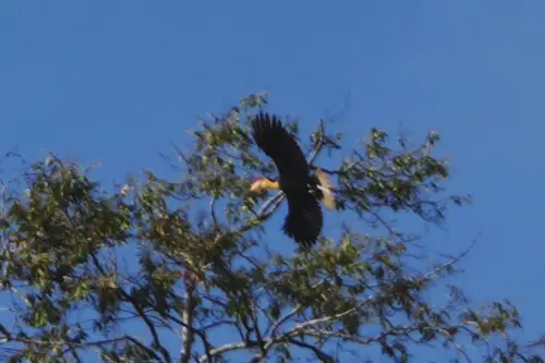 Malaysia Borneo Kinabatangan Jungle Camp Rhinoceros hornbill 3