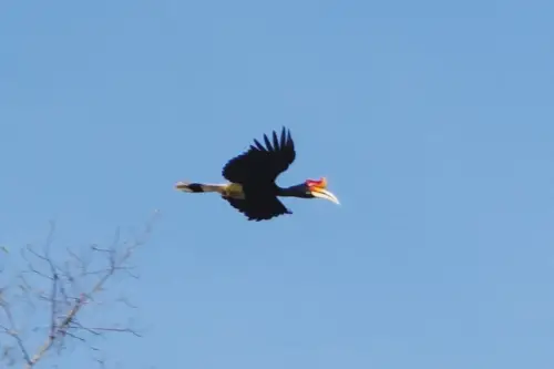 Malaysia Borneo Kinabatangan Jungle Camp Rhinoceros hornbill