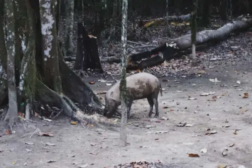 Malaysia Borneo Kinabatangan River Camp Boar