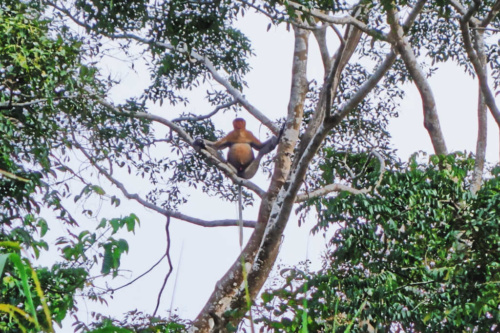 Malaysia Borneo Kinabatangan River Hidden Monkey