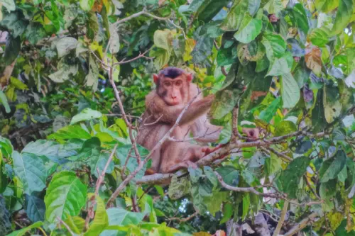 Malaysia Borneo Kinabatangan River Monkey 2