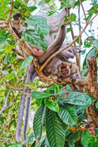 Malaysia Borneo Kinabatangan River Monkey