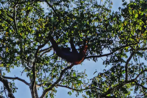 Malaysia Borneo Kinabatangan River Orangutan 3