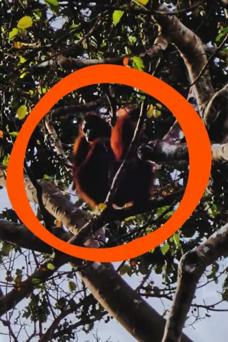 Malaysia Borneo Kinabatangan River Orangutan