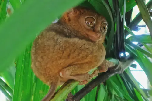 Pangloa and Bohol Island Tarsier Sanctuary in tree