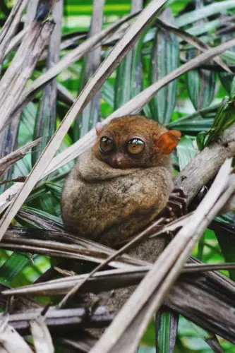 Pangloa and Bohol Island Tarsier