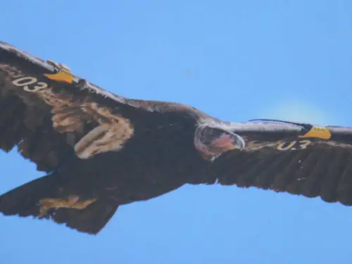 Vermilion's Condor Viewing Site Condor Numbers Tags Wings