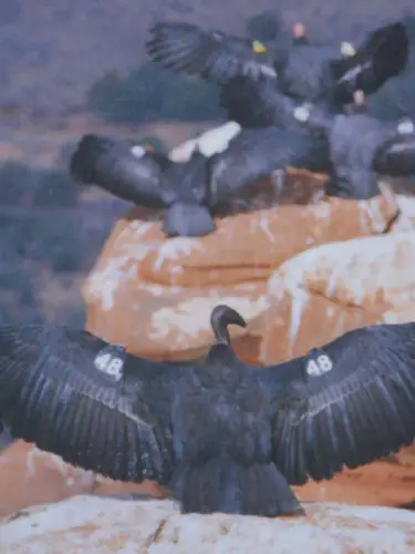 Vermilion's Condor Viewing Site Flock